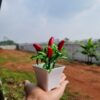 GROWSIR Tanaman Hias Artificial Pot Mini Plastik Aesthetic Buah Jeruk Delima Cabai Dekorasi Rumah Estetik TH018