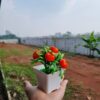 GROWSIR Tanaman Hias Artificial Pot Mini Plastik Aesthetic Buah Jeruk Delima Cabai Dekorasi Rumah Estetik TH018
