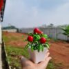 GROWSIR Tanaman Hias Artificial Pot Mini Plastik Aesthetic Buah Jeruk Delima Cabai Dekorasi Rumah Estetik TH018