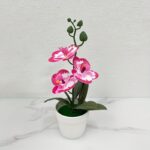 Fuschia Putih