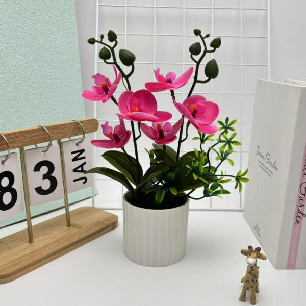 Fuschia